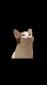 PopCat screenshot 2